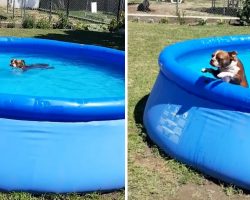 It Takes A Bribe To Get Thor The Boston Terrier Out Of The Pool