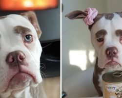 Dog With Giant Eyebrows Always Looks Like A Very Sad Clown