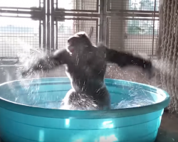Spunky gorilla doesn’t hold back when he steps in the swimming pool