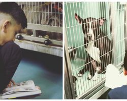 10-Year-Old Boy Reads To Shelter Dogs Every Weekend To Comfort Them