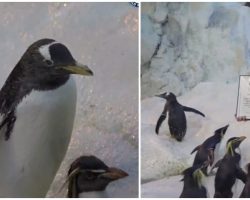 41-Year-Old Penguin Sets Guinness World Record As The Oldest Penguin In Captivity