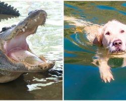 74-Year-Old Woman Fights Off Alligator To Save Her Beloved Pup