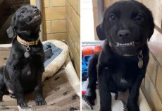 Labrador Puppy Looking For A Forever Home Sits In Shelter Smiling At Everyone Who Passes By