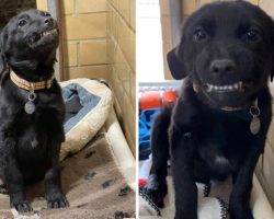 Labrador Puppy Looking For A Forever Home Sits In Shelter Smiling At Everyone Who Passes By