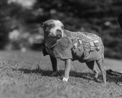 Dogs in History: Sergeant Stubby, the Iconic WWI War Dog