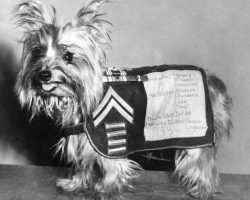 Dogs in History: Smoky, a Dedicated Soldier and the First Therapy Dog in WWII