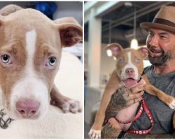 Actor Dave Bautista Adopts Abused, Chained-up Puppy, Offers $5,000 To Find Culprit