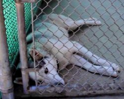 Shelter Aids This Traumatized Husky’s Rehabilitation and Finds a Foster Mother for Her