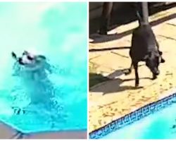 Black Lab Uses Every Ounce Of Strength Trying To Help Dog Drowning In Pool