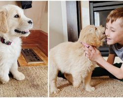 Boy with Amputated Leg Becomes Best Buddies with Puppy with Missing Paw