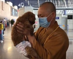 Buddhist monk dedicates his life to saving thousands of stray dogs