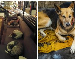Cafe Opens Their Doors After Hours Every Night To Let Stray Dogs Come In And Stay The Night