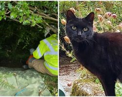 Cat’s Meows Alert Rescuers To Missing 83-Year-Old Owner Who Fell Down a Ravine