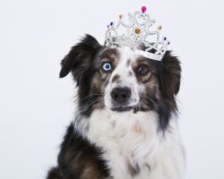Canine Royalty: Dog Owners From the British Royal Family