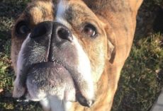 Family Has To Give Up Their Dog, And The Kid Writes A Letter For The Shelter