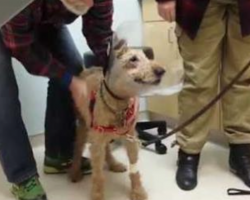 Dog Sees His Family Again After Getting Eye Surgery