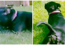 Funny Shelter Dog Invents Creative Way To Get Tummy Rubs If She’s All Alone