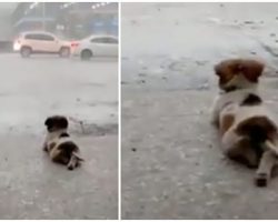Little Dog Peacefully Watching The Rain By Himself Goes Viral