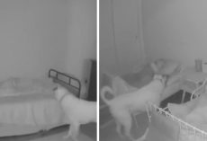 Dog Seen On Camera Making His Rounds At Night To Check On The Kids