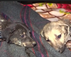 The Nearly Impossible Rescue of Puppies Covered in Tar