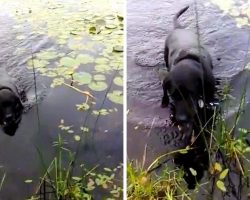 Dog Dives into the Lake to Save a Dying Baby Bird