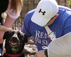 A Dog Attacks A Home Intruder Brandishing A Knife And Saves The Family