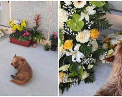 Loyal Dog Visits His Late Owner’s Grave Every Single Day To Be By His Side