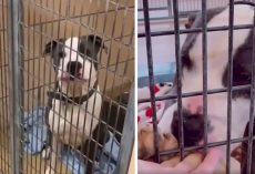 Dog’s Shelter Pal Gets Adopted Leaving Him Alone, So Worker Makes Him A Promise
