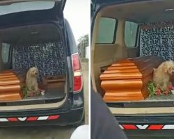 Faithful Dog Refuses To Leave His Owner’s Side As She’s Laid To Rest