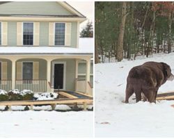 Family Builds Ramp Outside Their Home For Elderly Dog Just So She Can Enjoy The Backyard