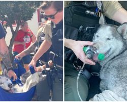 Firefighters Save Husky From 15th-Floor Of High-Rise Apartment Building On Fire
