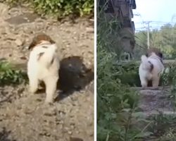 Stray Puppy Insists Rescuers Follow Him Into Abandoned Building