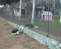 Former Stray Dog Gives Her Blanket To A Stray On Chilly Evening