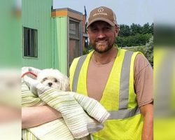 Garbage truck driver finds tiny dog in trash collection, saves her life