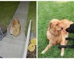 Gentlemanly Neighbor Pup Patiently Waits at Door to Ask Out His Girlfriend