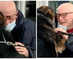 German Shepherd Reunited With Owner She Kept Alive During Stroke