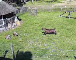 Goat and Rooster Rush in to Save Chicken from Hawk Attack