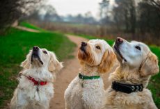 Picker Upper for Your Pupper : Homemade Dog Desserts