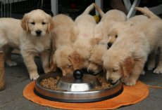 Kibble, Raw, or Table Scraps: What’s the Best Dog Food to Feed Your Dog?