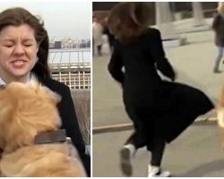 Golden Retriever Crashes Reporter’s Live Newscast, Runs Off With Her Microphone