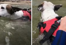 Hero Dog Sees A Boy Being Swept Away In The Water And Jumps In To Help