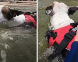 Hero Dog Sees A Boy Being Swept Away In The Water And Jumps In To Help