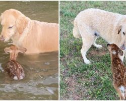 Hero Dog Paddles Out into Middle of Lake to Save a Baby Deer, and Makes a New Friend