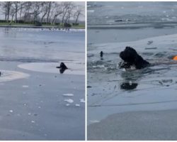 Heroic Jogger Jumps Into Frozen Lake To Rescue Stranger’s Dog