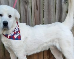 Heroic shelter dog saves rescue volunteer from being kidnapped