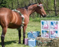 Pregnant & Unwanted Horse En Route To Slaughterhouse Survives Horrific Crash, Gives Birth To ‘Miracle’ Baby