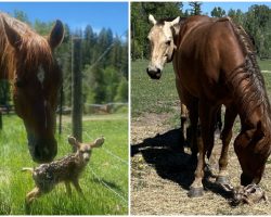 Horses Look After Baby Fawn Protecting Her From Predators While Her Mother Is Away