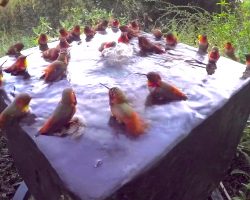 This Is What A Hummingbird Pool Party Looks Like