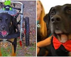 Dog who was thought to be permanently paralyzed learns to walk again: ‘He is a miracle’