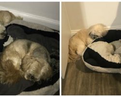 Inseparable Dogs Always Used to Share a Bed—a Year After One Passed, the Other Refuses to Sleep in his Spot